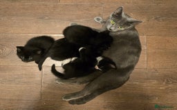 Mixed Breed cats for sale: Five adorable kittens for sale.  - Advert 6