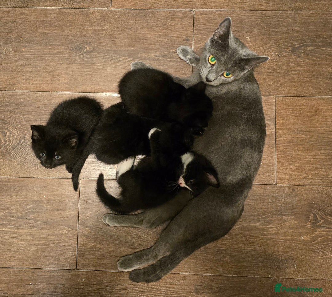 Mixed Breed cats for sale: Five adorable kittens for sale.  - Advert 6