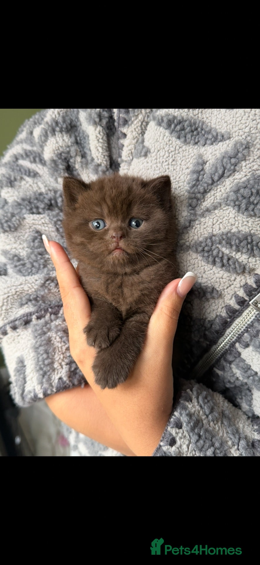 Scottish Fold cats for sale: RARE COLOURS SCOTTISH FOLD KITTENS!  - Advert 8