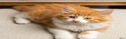 British Longhair cats for sale: Exquisite Longhair Ginger – Luxury Companion - Advert 1