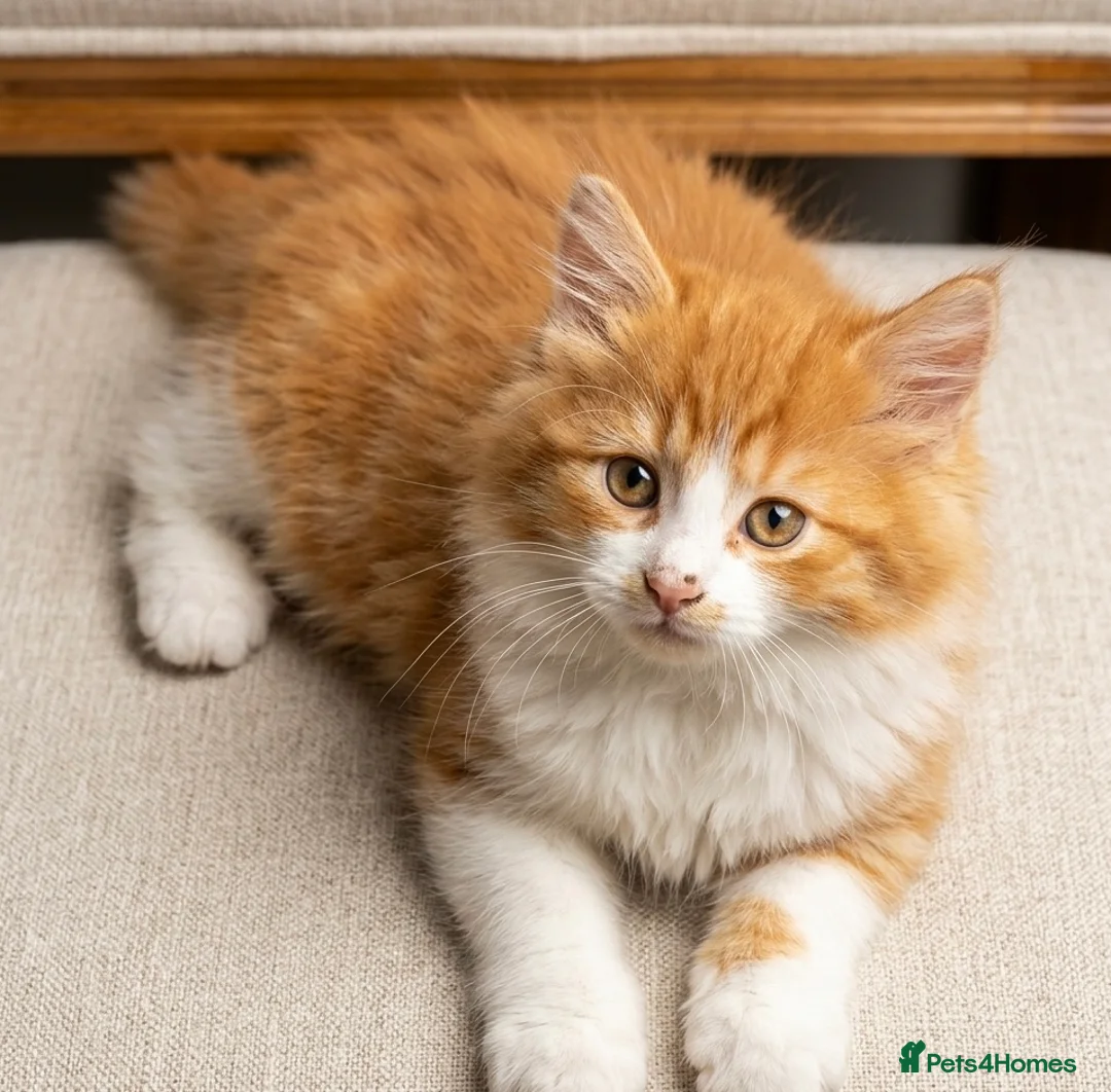 British Longhair cats for sale: Exquisite Longhair Ginger – Luxury Companion - Advert 1