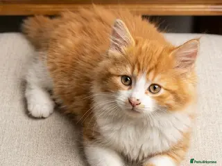 British Longhair cats Exquisite Longhair Ginger – Luxury Companion - Advert 1