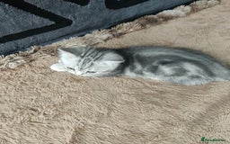 Scottish Fold cats for sale: Scottish fold kittens  - Image 14
