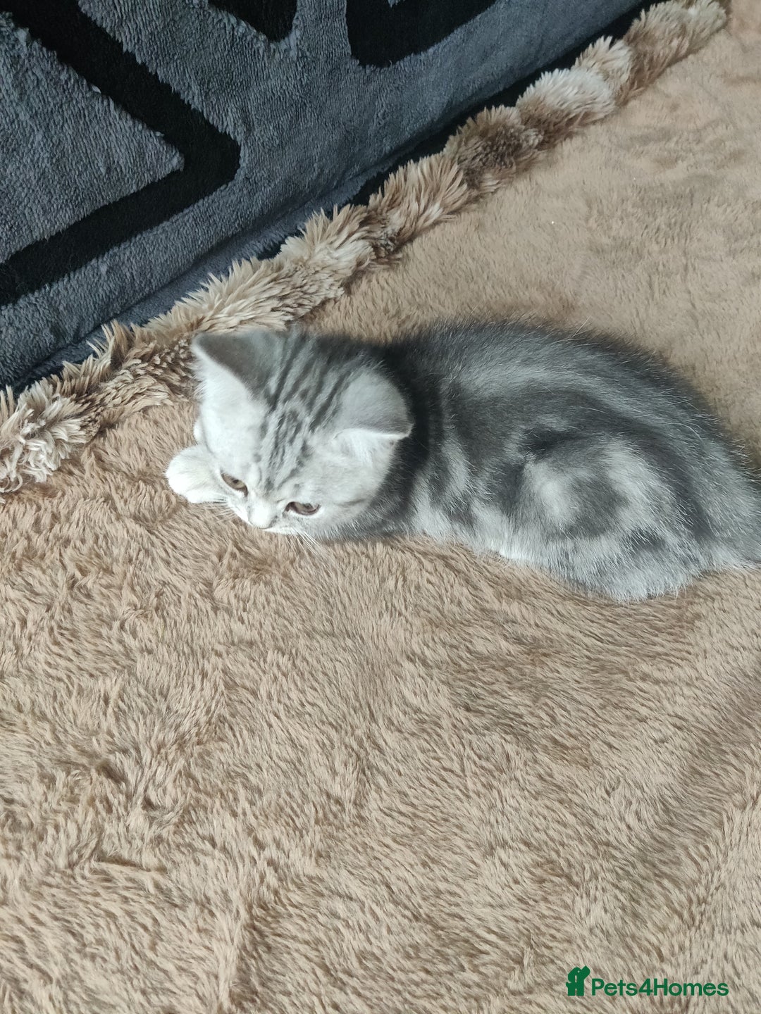 Scottish Fold cats for sale: Scottish fold kittens  - Image 14