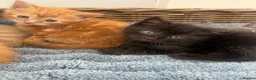 Ragdoll cats for sale: Handsome well handled and social ginger ragdoll x - Advert 23