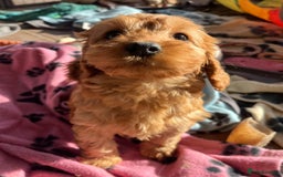 Cockapoo dogs for sale: Beautiful cockapoo girl puppy  - Image 4