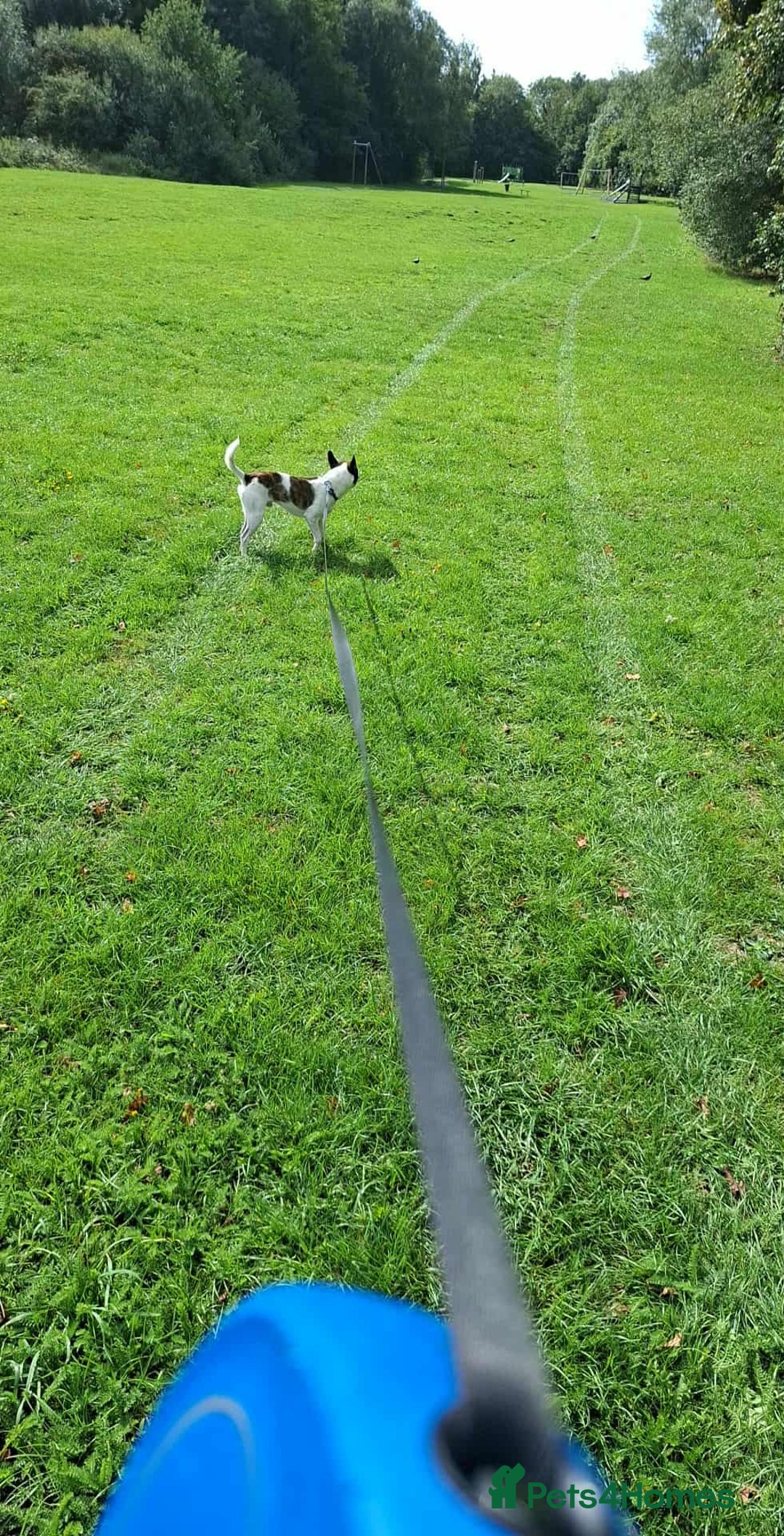 Mixed Breed dogs for sale: Max pug x jack russell  - Image 3