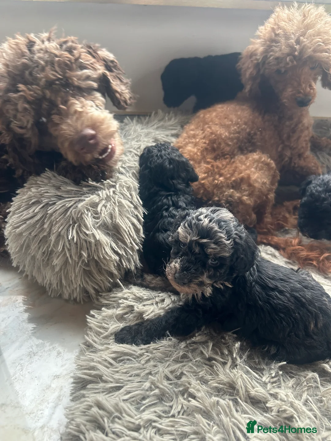 Mixed Breed dogs for sale: Poodle puppies - Advert 10