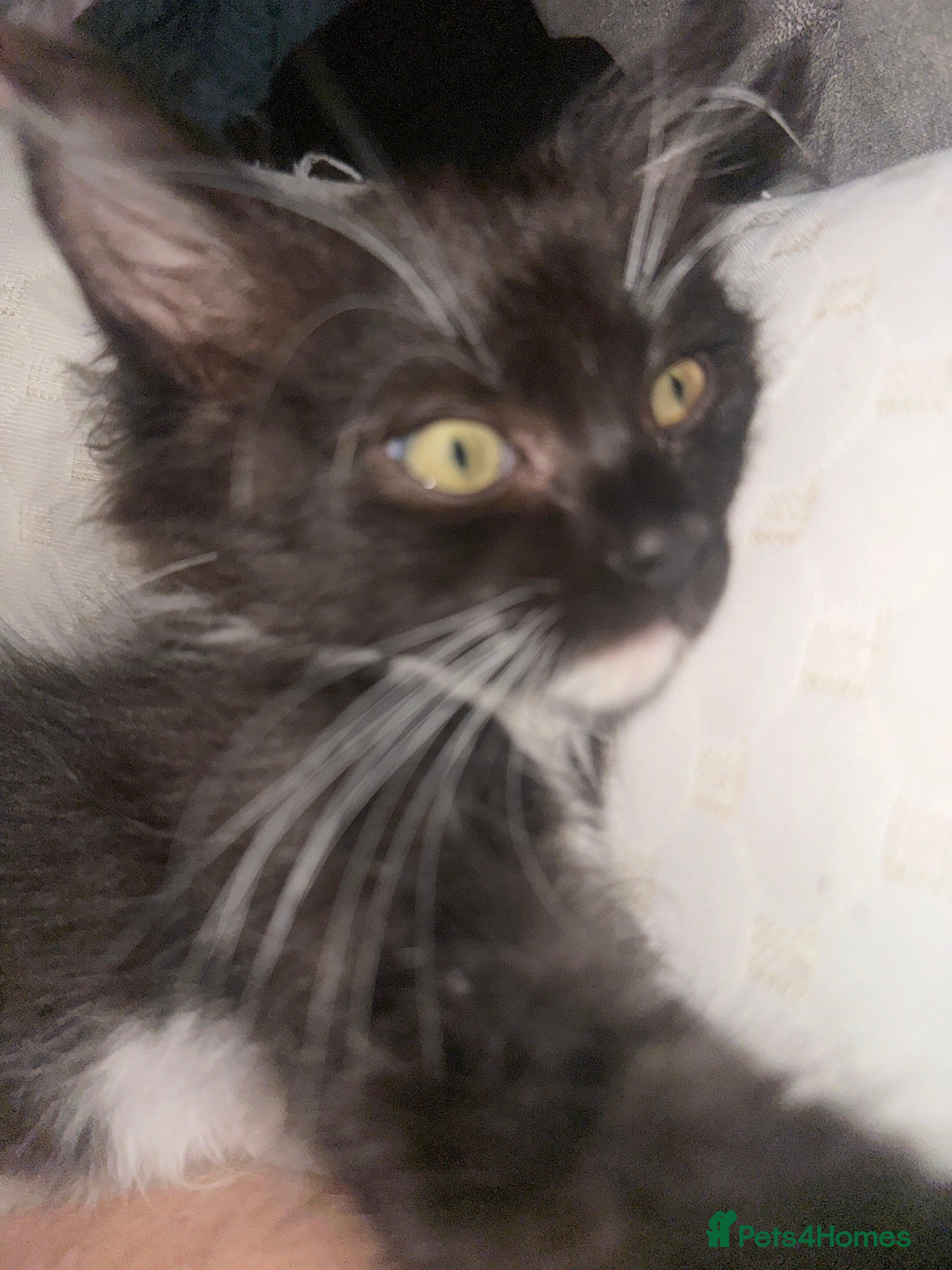 Ragdoll cats Stunning little boy  - Advert 3