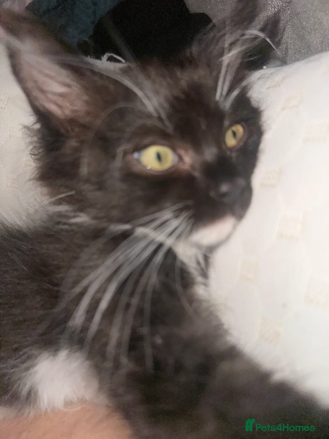 Ragdoll cats for sale: Stunning little boy  - Advert 1