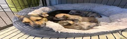 Mixed Breed dogs for sale: Beautiful litter of four happy healthy Pomchis in Banstead - Advert 8