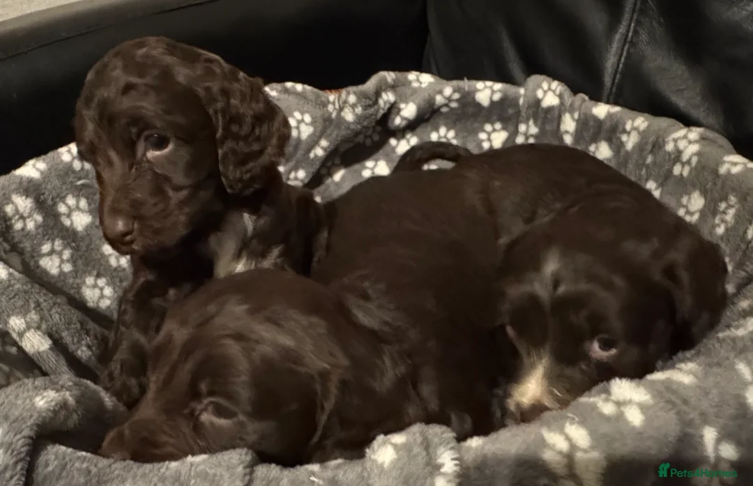 Mixed Breed dogs for sale: Gorgeous litter of 6 puppies  - Advert 8