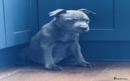 Staffordshire Bull Terrier dogs for sale: 🐾 Beautiful KC Fully Vaccinated Girl Available 🐾 in Peterborough - Image 7