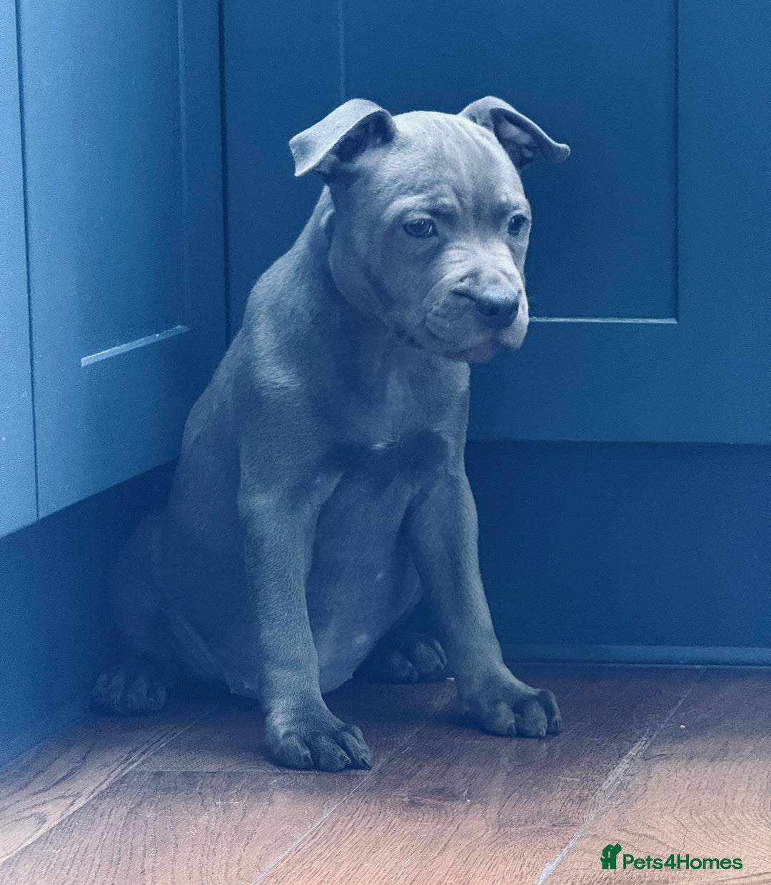 Staffordshire Bull Terrier dogs for sale: 🐾 Beautiful KC Fully Vaccinated Girl Available 🐾 in Peterborough - Image 7