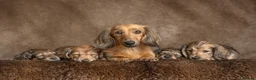 Miniature Dachshund dogs for sale: Miniature Long haired Dachshunds - Shaded Cream in Swindon - Advert 1