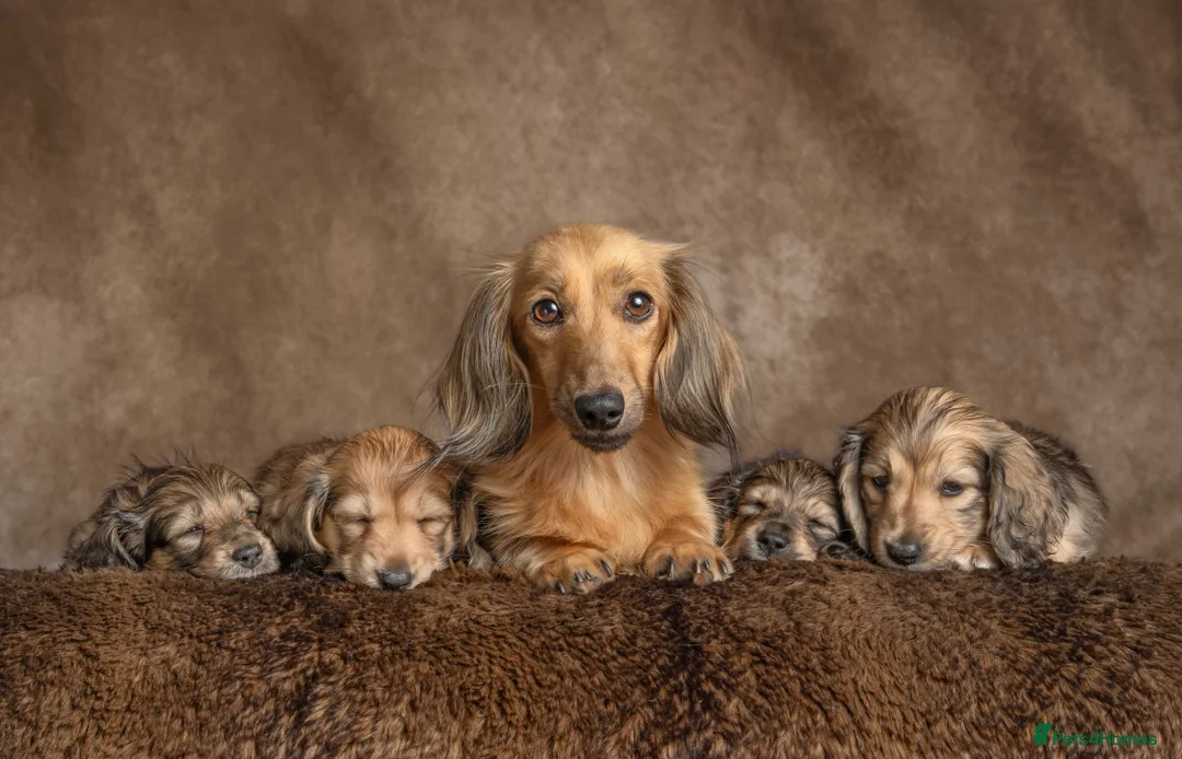 Miniature Dachshund dogs for sale: Miniature Long haired Dachshunds - Shaded Cream in Swindon - Advert 1