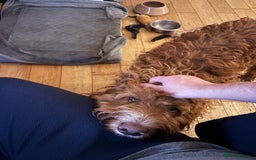 Irish Doodle dogs for sale: 1 year old setterpoo/Irish doodle - Image 4