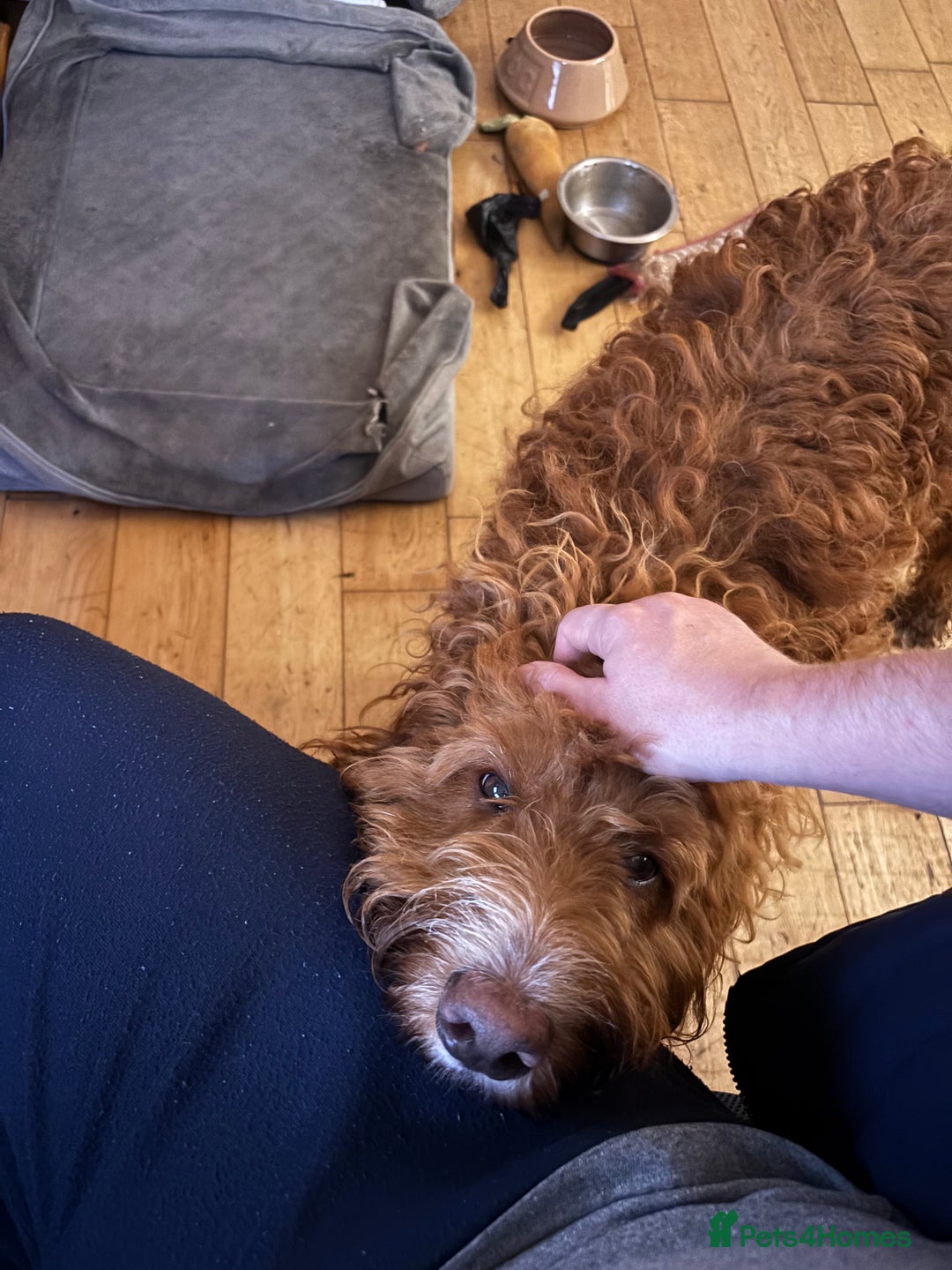 Irish Doodle dogs for sale: 1 year old setterpoo/Irish doodle - Image 4