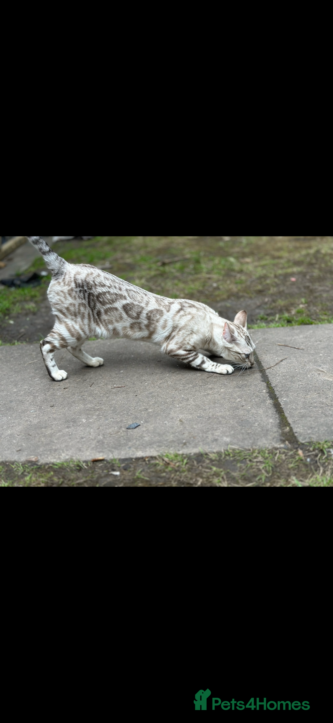 Bengal cats for sale: Male Bengal cross kitten from champion lines - Advert 5