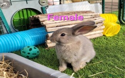 Mini Lop rabbits for sale: Beautiful Mini Lops - READY TO LEAVE - Image 12