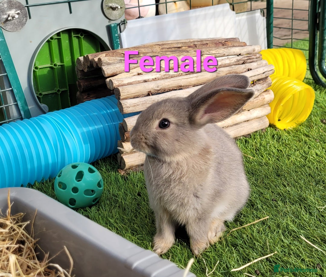 Mini Lop rabbits for sale: Beautiful Mini Lops - READY TO LEAVE - Image 12