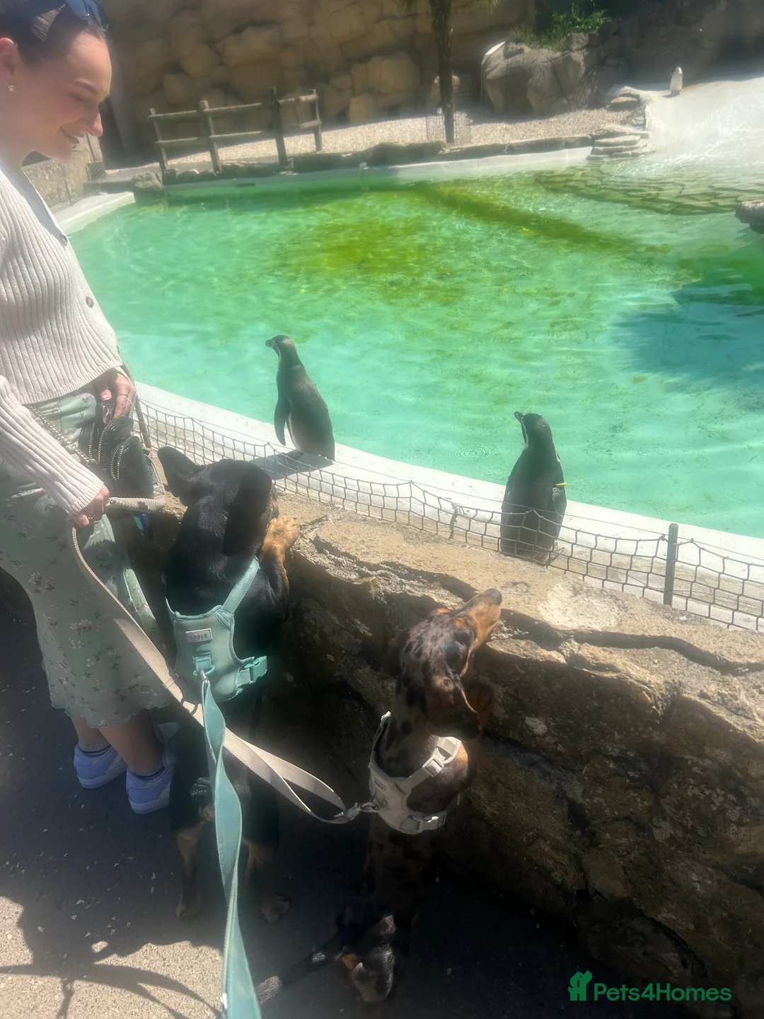 French Bulldog dogs for sale: Black and Tan French Bulldog in Aldershot - Advert 7