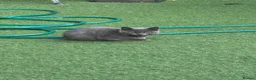 Scottish Fold cats for sale: Scottish straight  - Advert 2