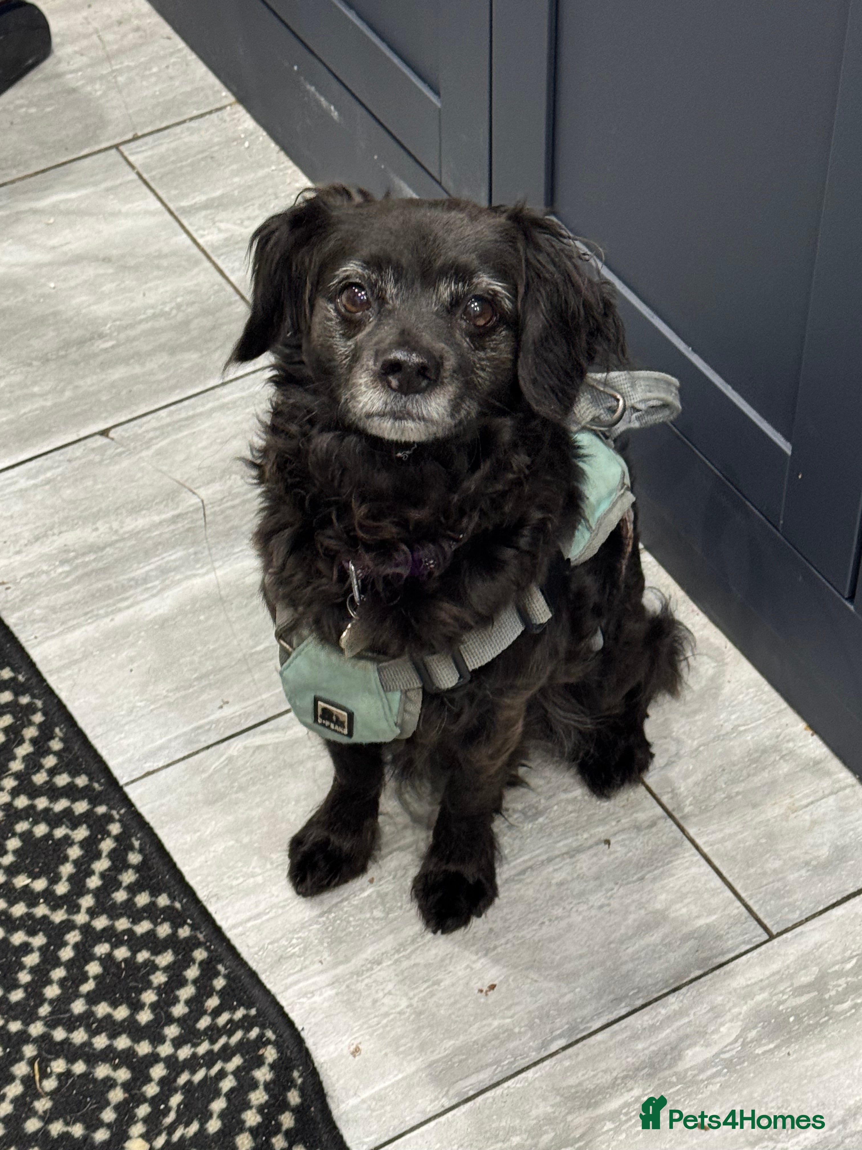 Mixed Breed dogs Loving home wanted  - Advert 4