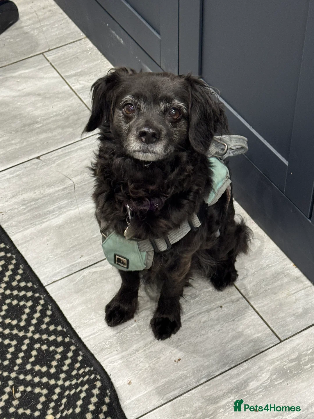 Mixed Breed dogs for sale: Loving home wanted  - Advert 1