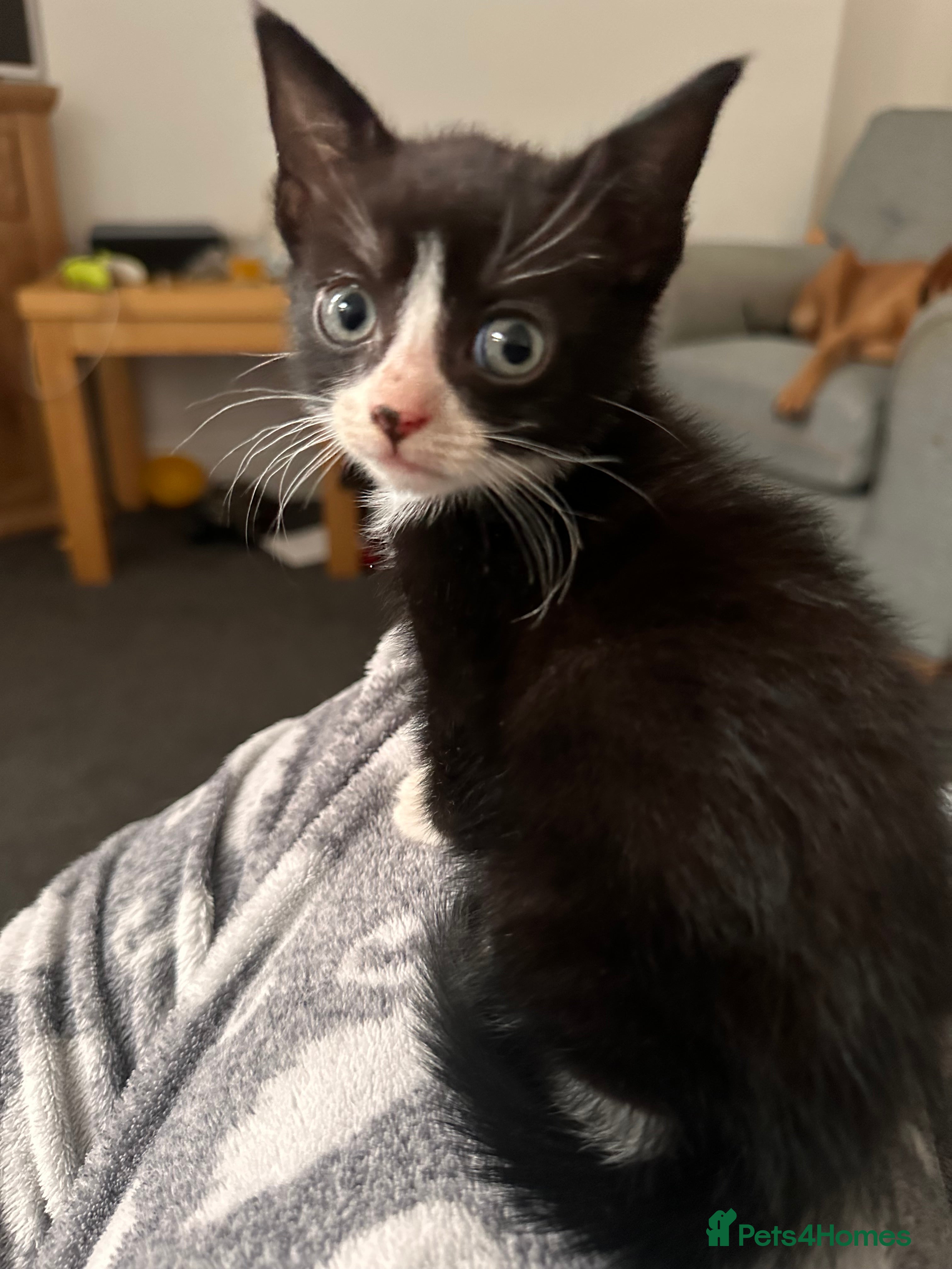 Mixed Breed cats 8 week old kittens  - Advert 14