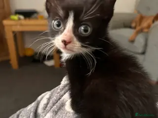 Mixed Breed cats 8 week old kittens - Advert 14