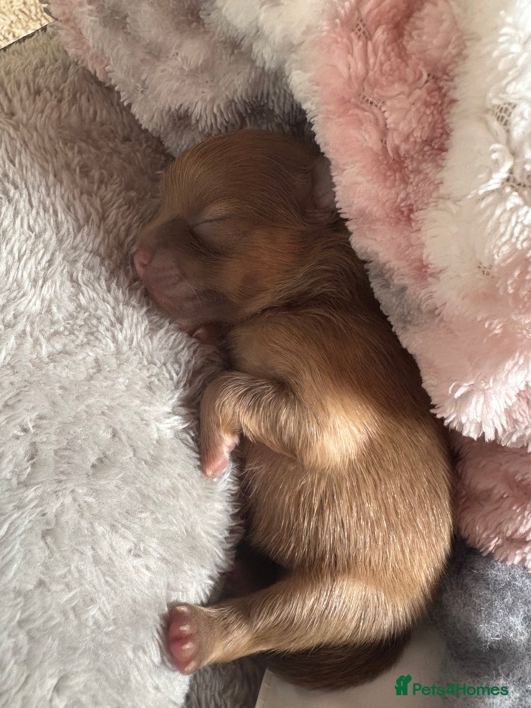 Pomeranian dogs for sale: Lavender/lilac/chocolate/tan pomeranians - Image 10