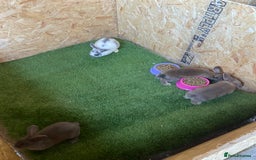 Rex rabbits for sale: Rex rabbits  - Image 14