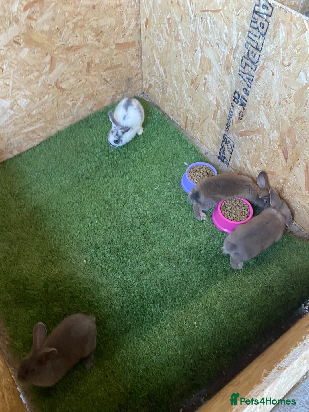 Rex rabbits for sale: Rex rabbits  - Image 14