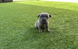 Staffordshire Bull Terrier dogs for sale: Stunning Blue staffy KC Registered Bullscaff Pups - Image 14