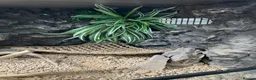Bearded Dragon reptiles for sale: bearded dragon with all accessories  - Advert 2