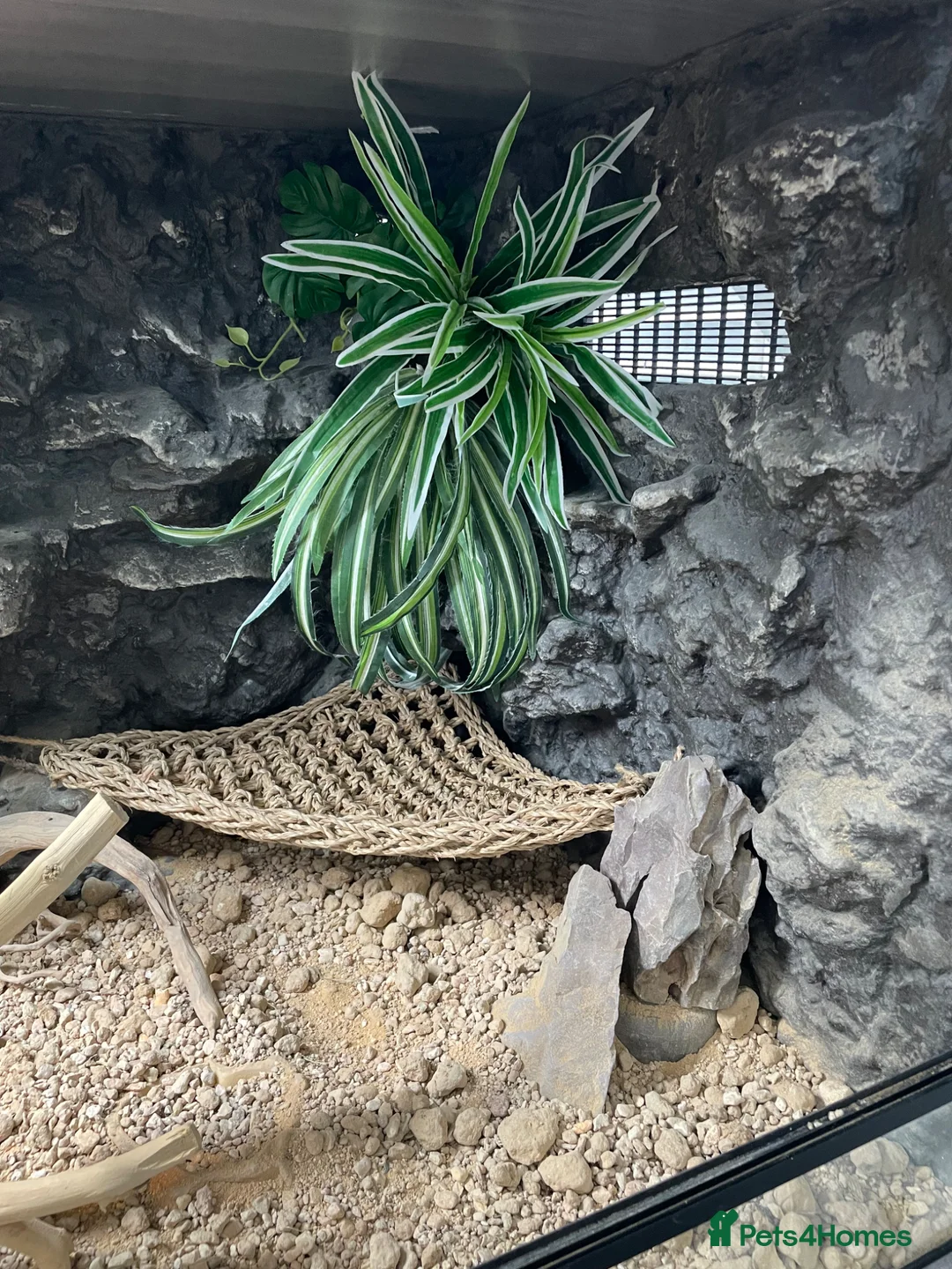 Bearded Dragon reptiles for sale: bearded dragon with all accessories  - Advert 2