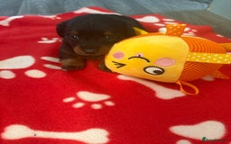 Miniature Dachshund dogs for sale: 5 playful miniature dachshund - Image 15