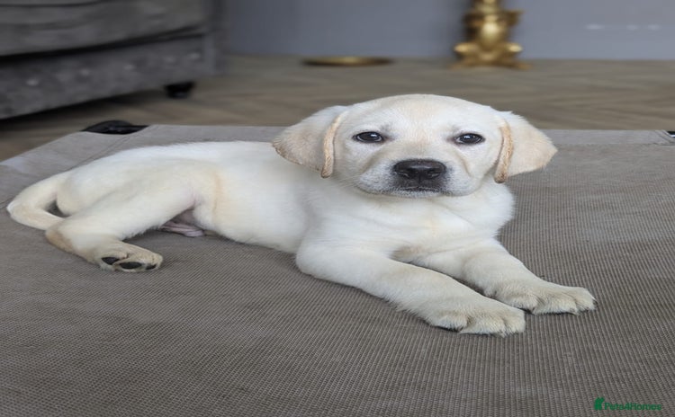 Labrador Retriever dogs - Advert 2