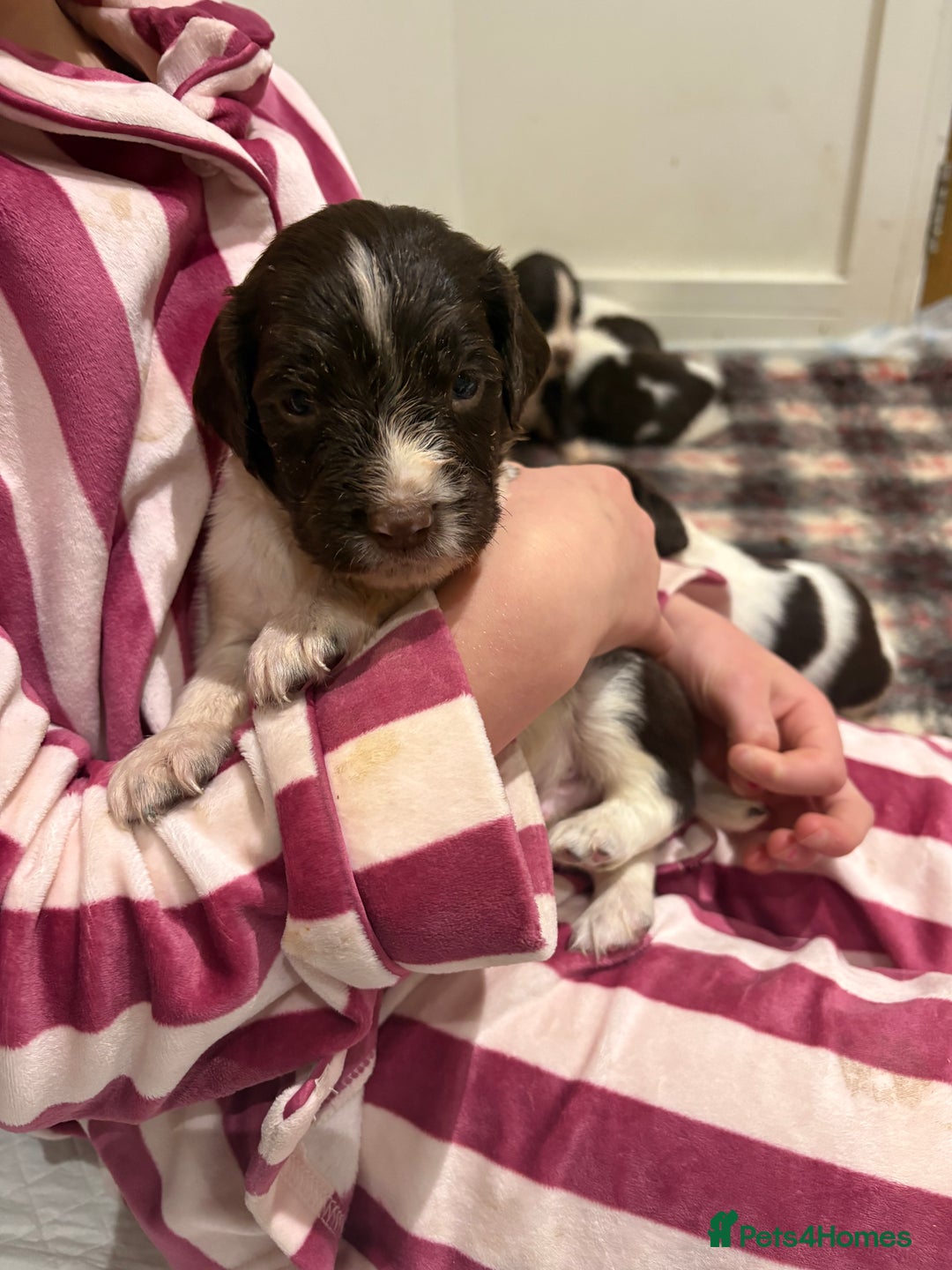English Springer Spaniel dogs for sale: Quality English springer spaniel puppies  - Advert 11