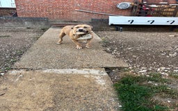 American Bully dogs for sale: Pocket bully for sale - Image 1