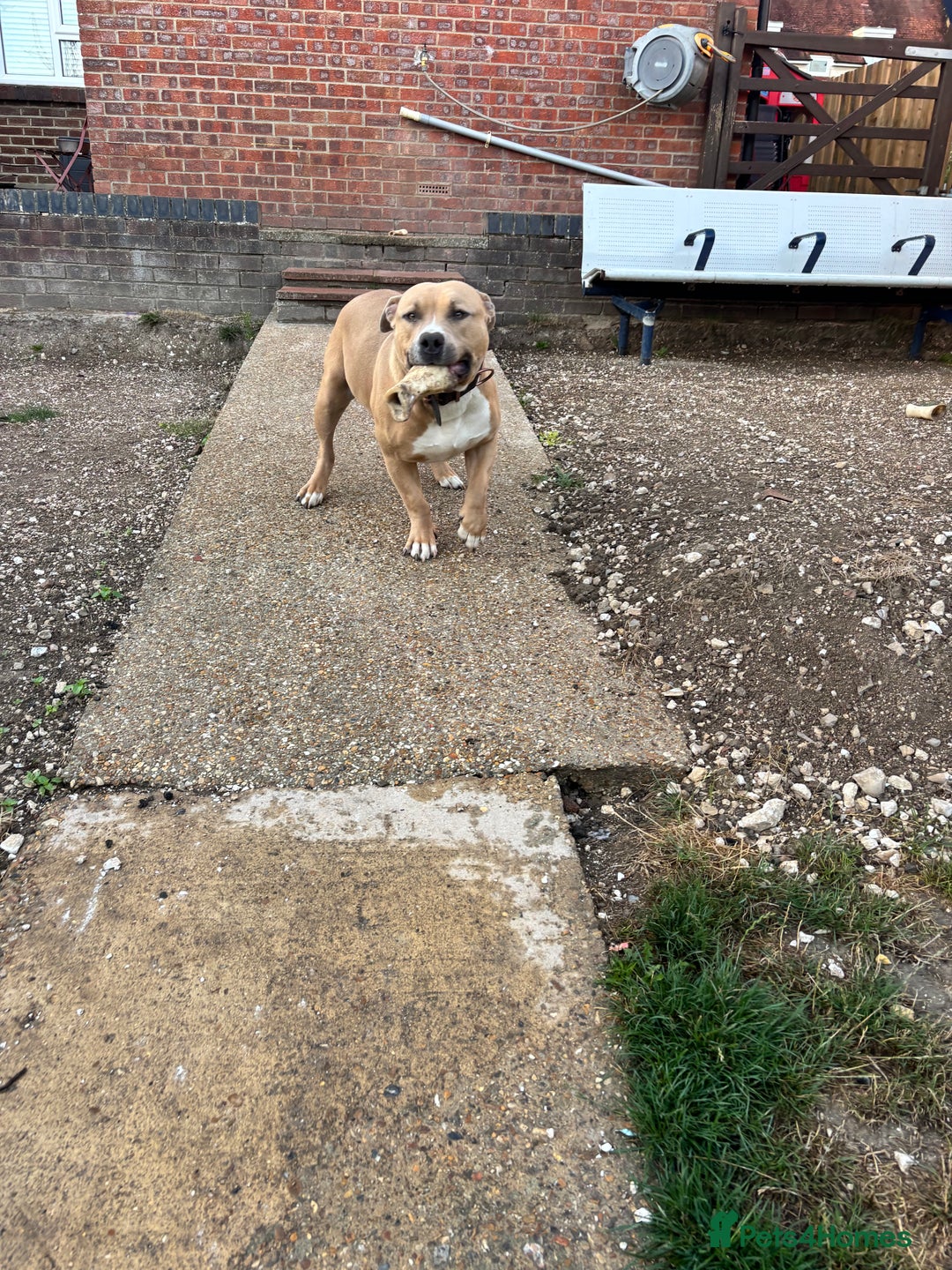 American Bully dogs for sale: Pocket bully for sale - Image 1