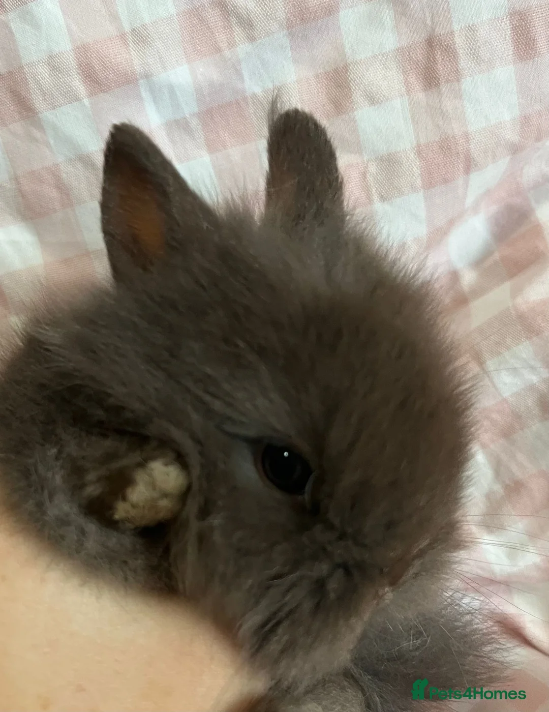 Lionhead rabbits for sale: Baby Lionheads Ready 3rd March - Advert 6
