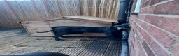 Cane Corso dogs for sale: Nylah - Advert 3