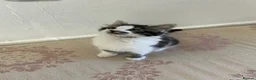 British Shorthair cats for sale: Cute British shorthair Kittens  - Advert 3