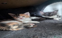 Maine Coon cats for sale: 😽 Cuddly Maine coon kittens 😽 in Preston - Image 13