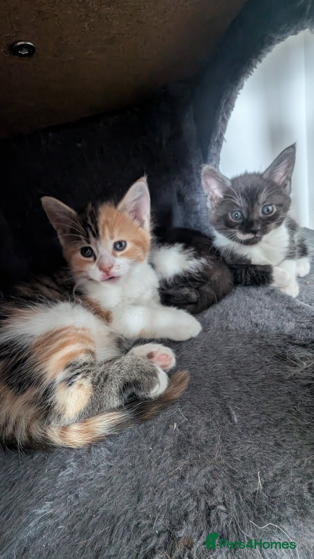 Maine Coon cats for sale: 😽 Cuddly Maine coon kittens 😽 in Preston - Image 13
