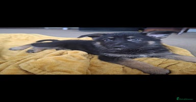 German Shepherd dogs - Advert 6