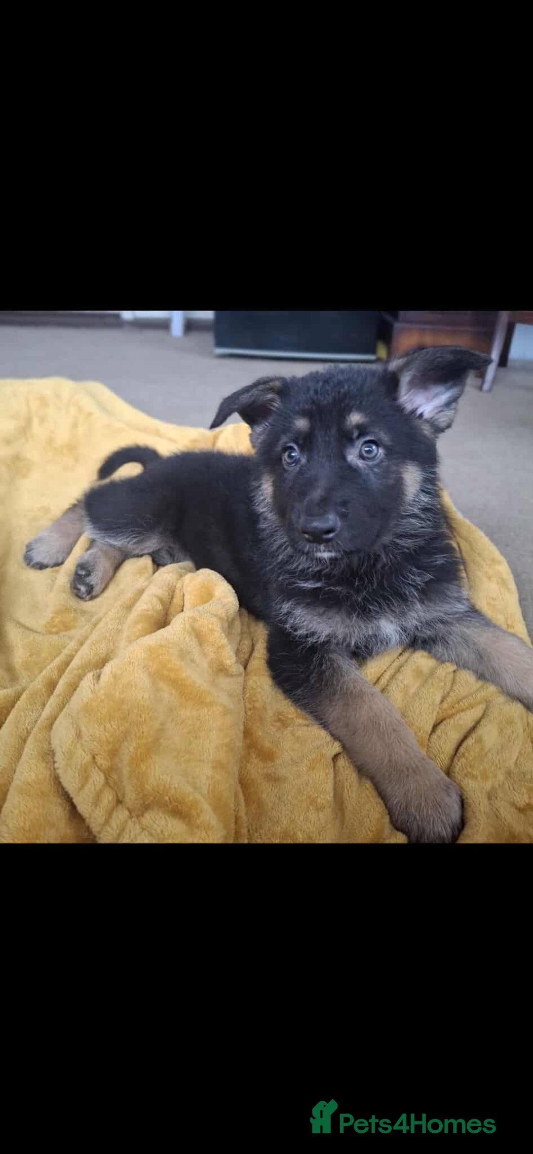 German Shepherd dogs for sale: BEAUTIFUL GERMAN SHEPHERD PUPS READY NOW - Image 2