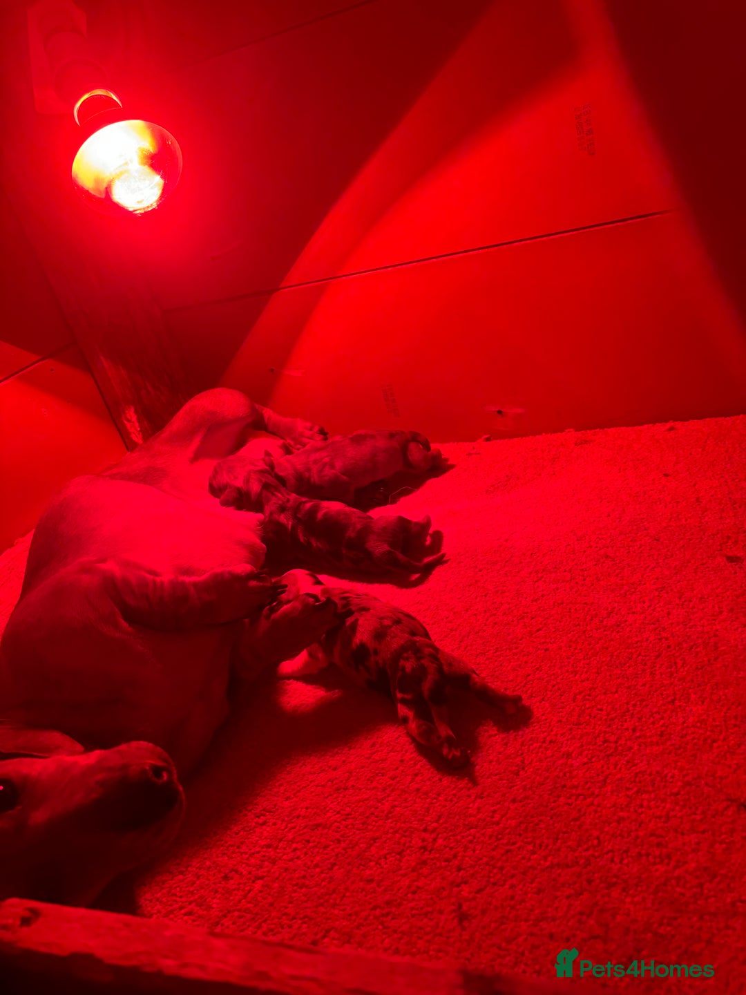 Miniature Dachshund dogs for sale: Chocolate dachshund babies  - Image 20